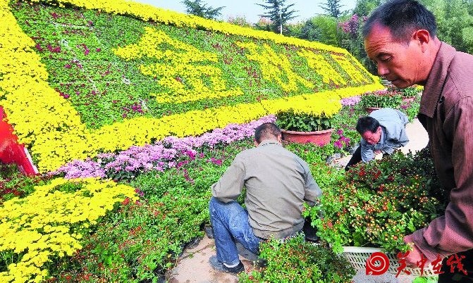 第七届菊花展本周开幕
