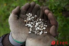 中医可能毁在中药上 国家中医药管理局局长：需