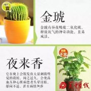 室内绿植摆放指南