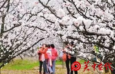 西安人爱赏花古来有之 一日看尽长安花春风十里花满城