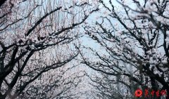 置身于花海仙境般的——蓝田华胥“杏花谷”