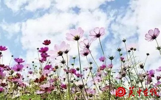 西安周边竟然有这么多的花海，景色美爆了，你知道在哪吗