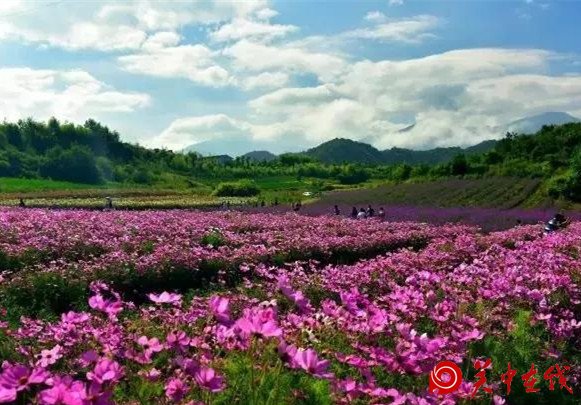 西安周边竟然有这么多的花海，景色美爆了，你知道在哪吗