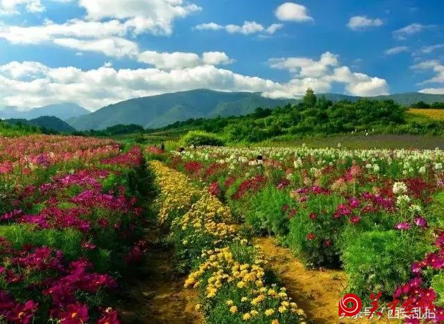 西安周边竟然有这么多的花海，景色美爆了，你知道在哪吗