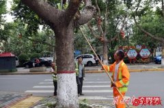 行道树“抹芽”度盛夏 每月两次 这波操作你了解吗？