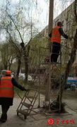 【关中在线】渭南高新区春季绿化养护工作全面