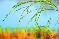 　让绿色成为合阳大地的主色调