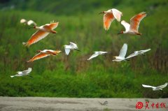 寻鹮记——朱鹮再发现纪实