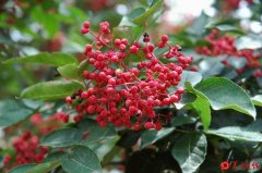 合阳县同家庄镇把花椒交易市场建到群众的家门口