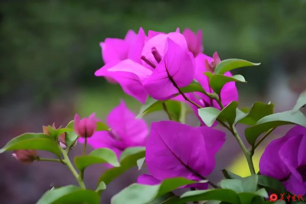 山丹丹花又开——殷满仓先生有声散文《走出卤泊滩》序言